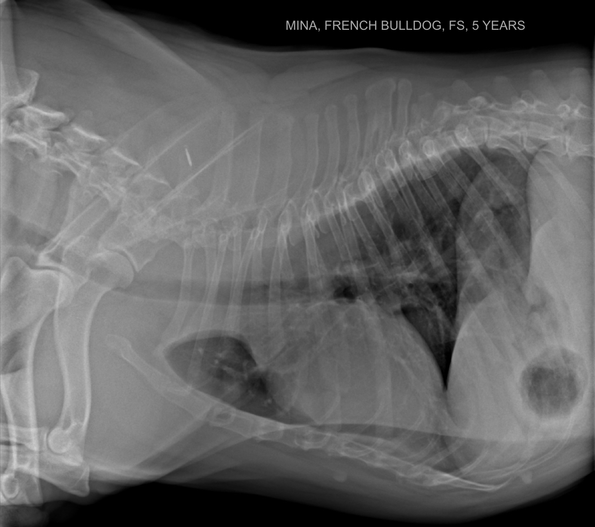 French bulldog 5 years thorax sx - Diagnostic Mindset