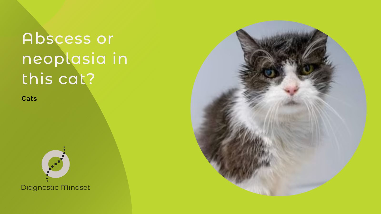 Abscess or neoplasia in this cat? - Diagnostic Mindset