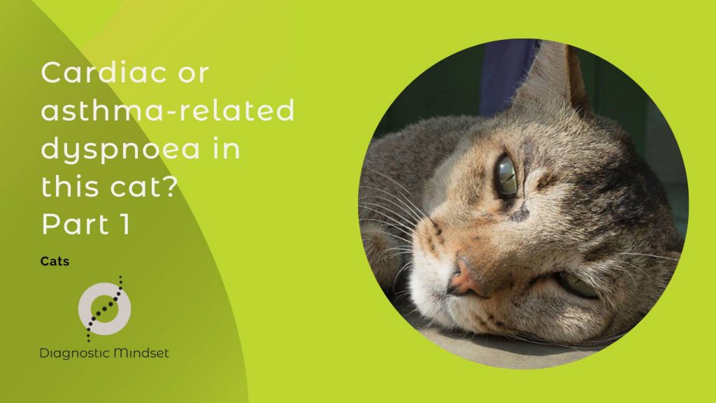 Cardiac or asthma-related dyspnoea in this cat? Part 1