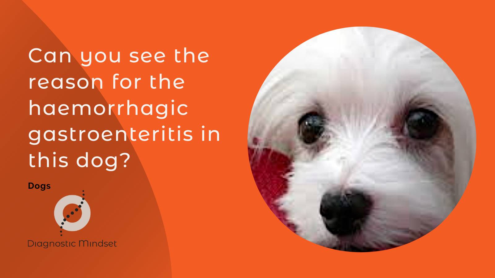 The reason for the haemorrhagic gastroenteritis in this dog