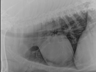 BULLMASTIFF-8-YEARS-THORAX-SX.jpeg