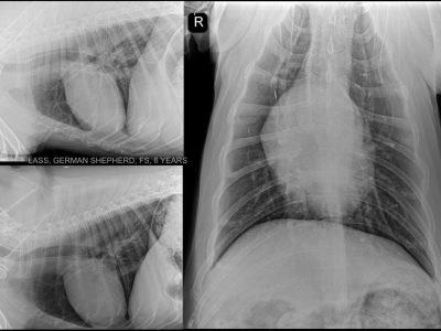 GERMAN-SHEPHERD-6-YEARS-THORAX-SAGITTAL.jpeg