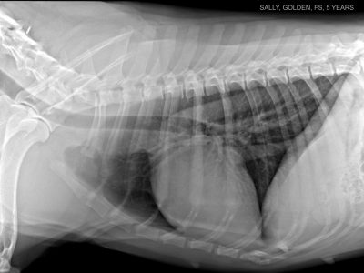 GOLDEN-5-YEARS-THORAX-DX.jpeg